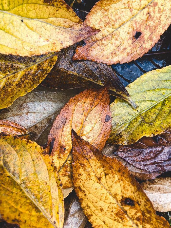 Atputas Vieta Braltirumi Purciems Esterno foto